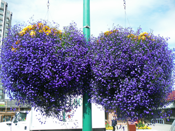 flower basket in Anchorage